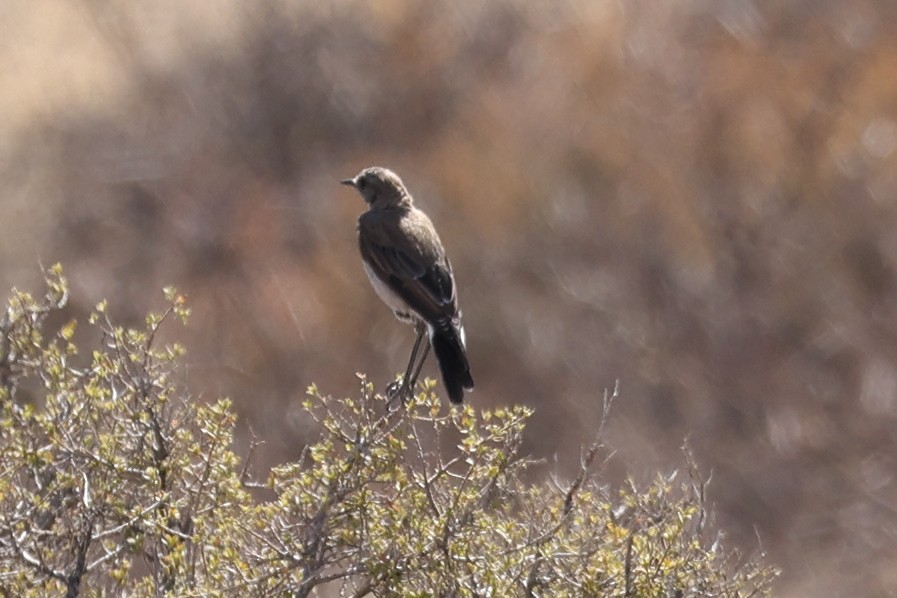 Karoo Chat - Grant Robinson