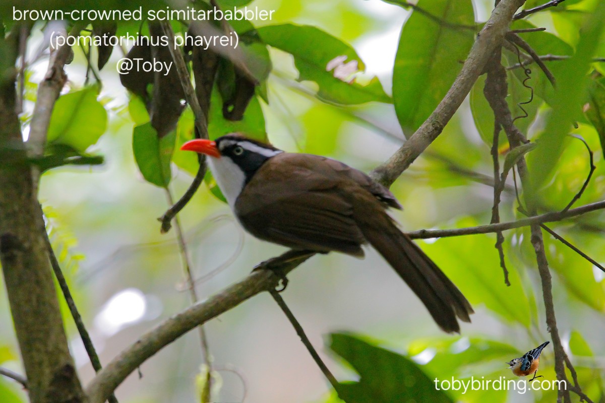 Brown-crowned Scimitar-Babbler - ML648535794