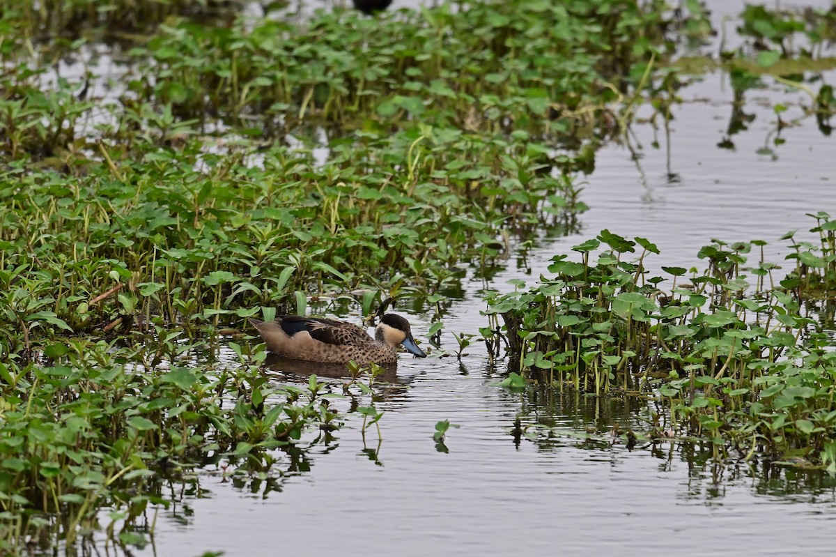 Sarcelle à bec bleu - ML648535835