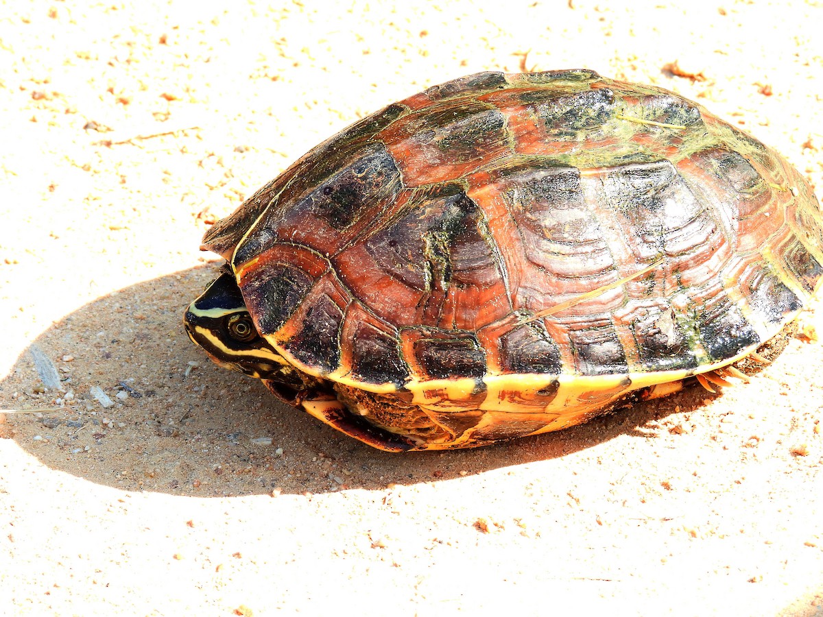 Malayan Snail-eating Turtle - ML648536564