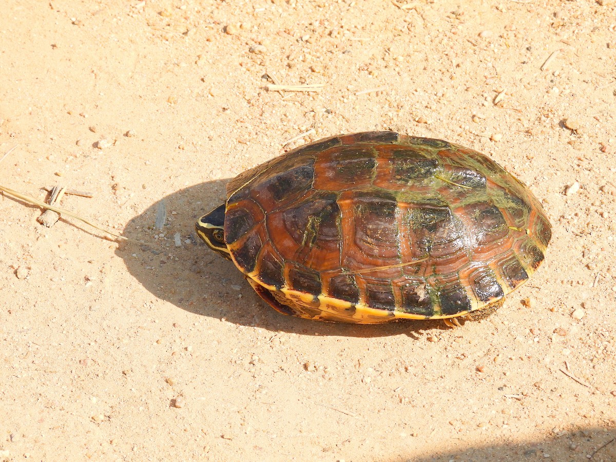Malayan Snail-eating Turtle - ML648536565