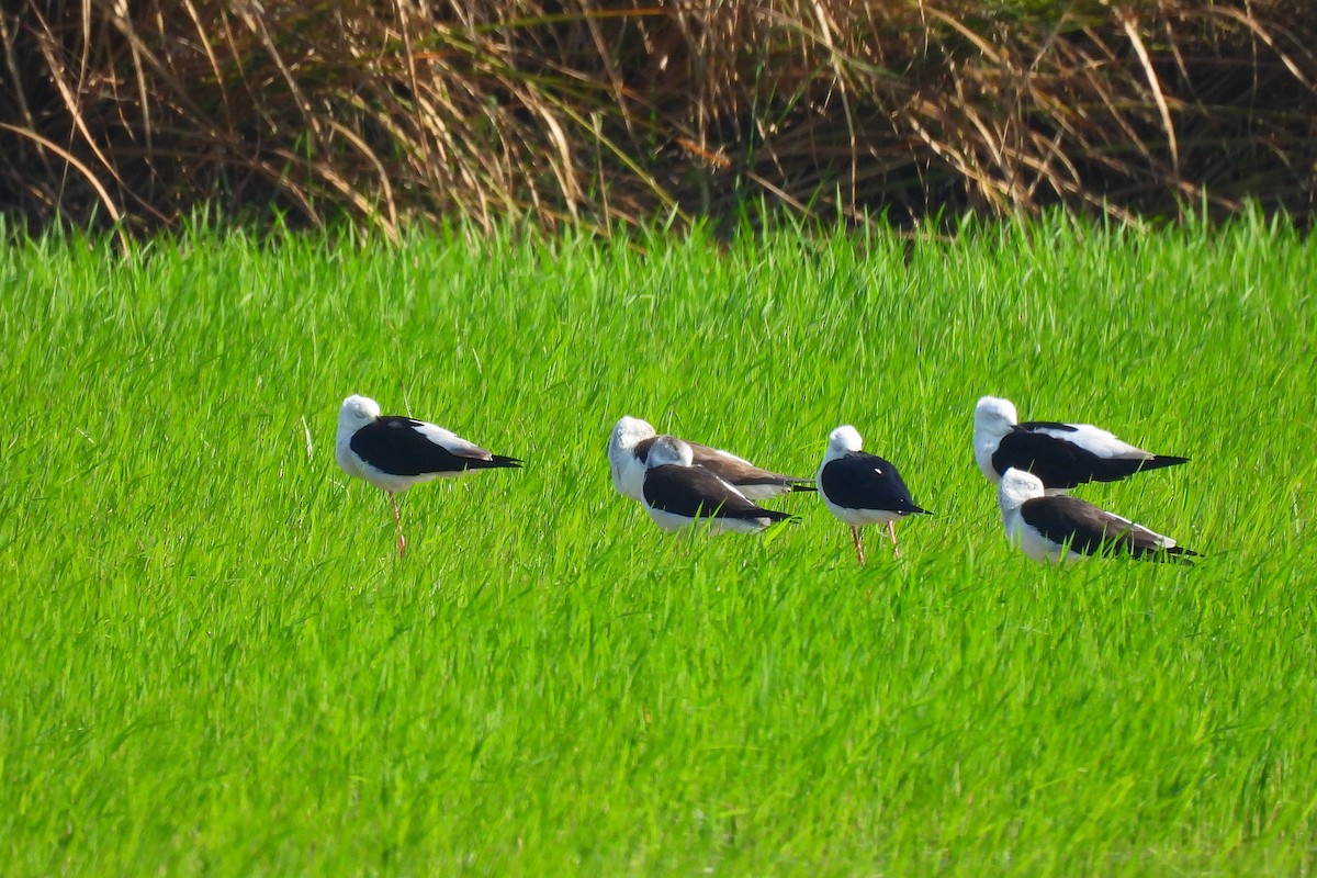 Кулик-довгоніг чорнокрилий - ML648536632