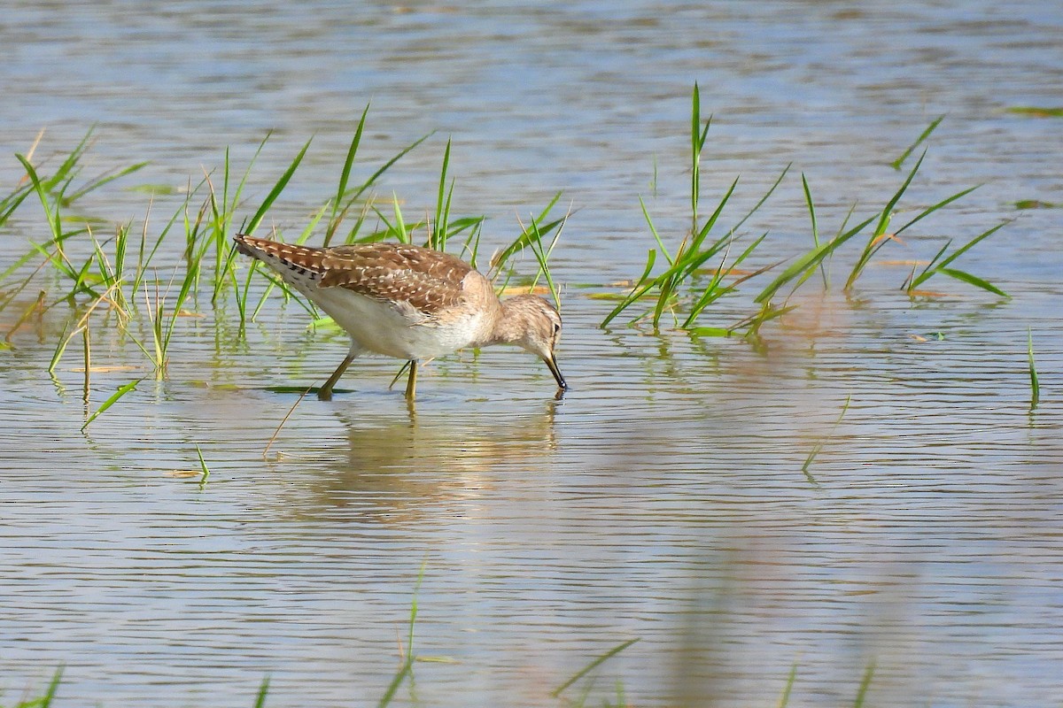 Коловодник болотяний - ML648536638