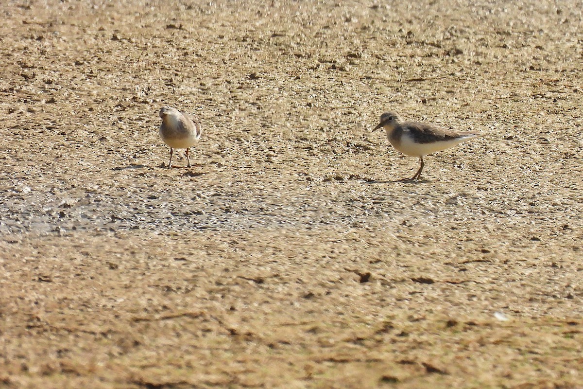 Побережник білохвостий - ML648536644