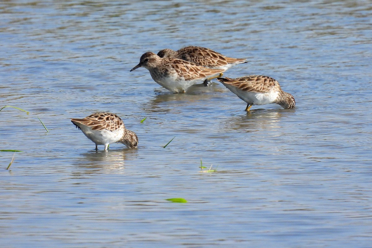 Побережник довгопалий - ML648536649