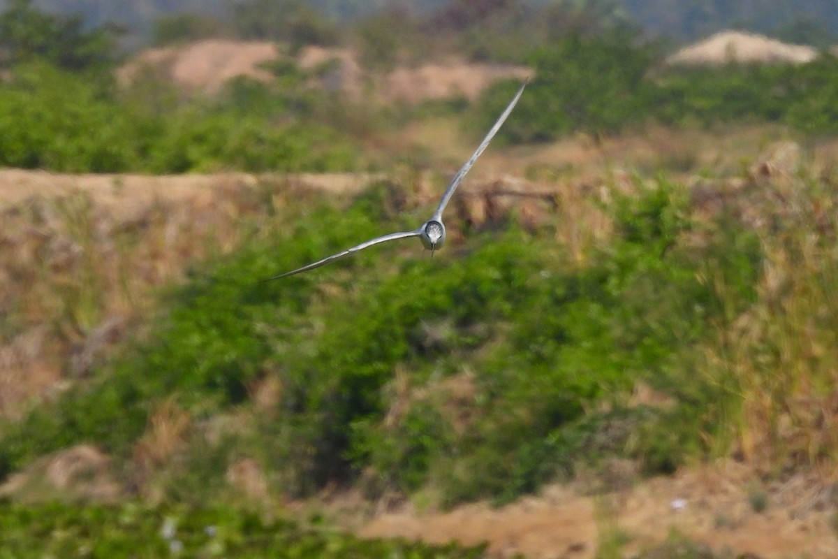 Крячок білощокий - ML648536653