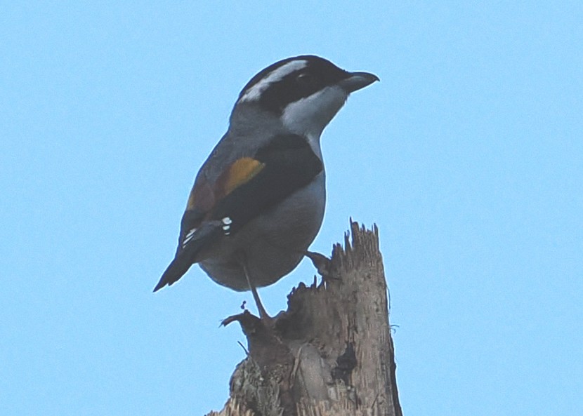 White-browed Shrike-Babbler (Dalat) - ML648536662