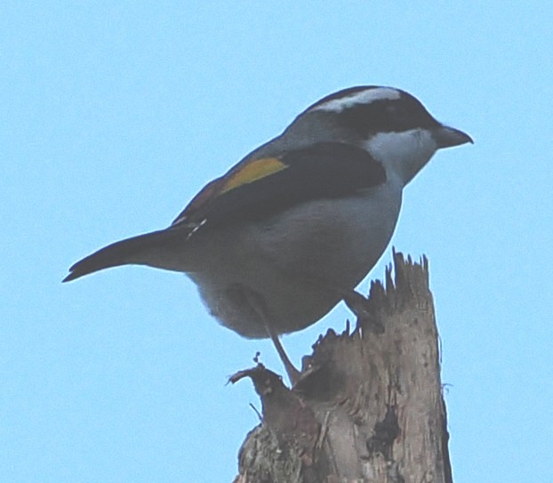 White-browed Shrike-Babbler (Dalat) - ML648536663