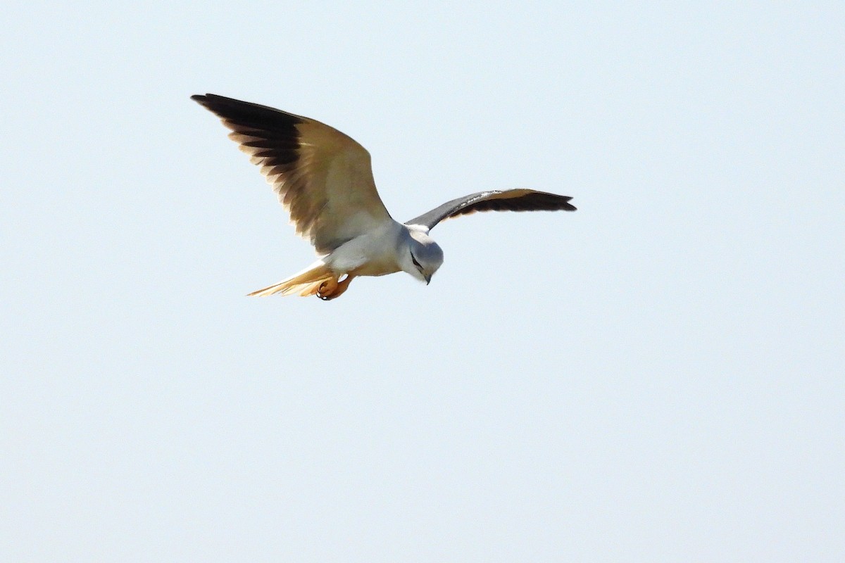 Шуліка чорноплечий - ML648536665