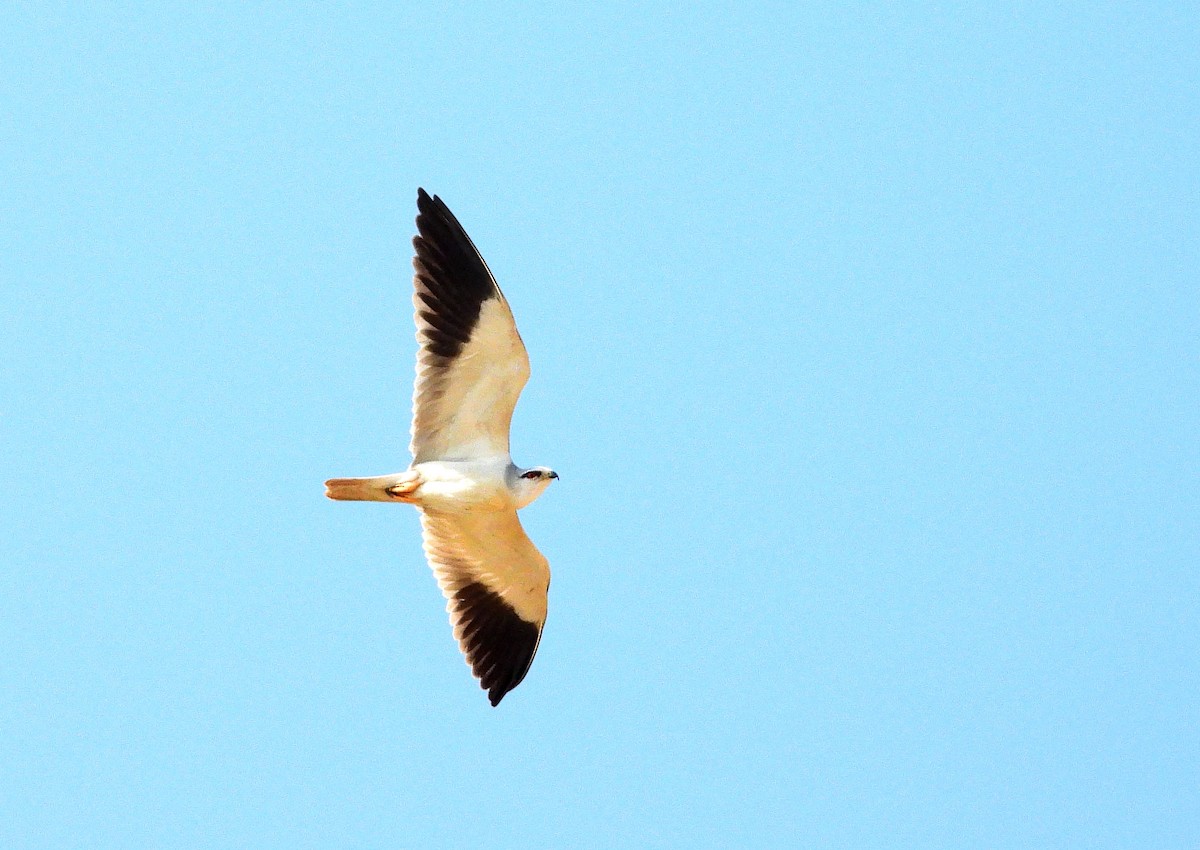 Шуліка чорноплечий - ML648536666