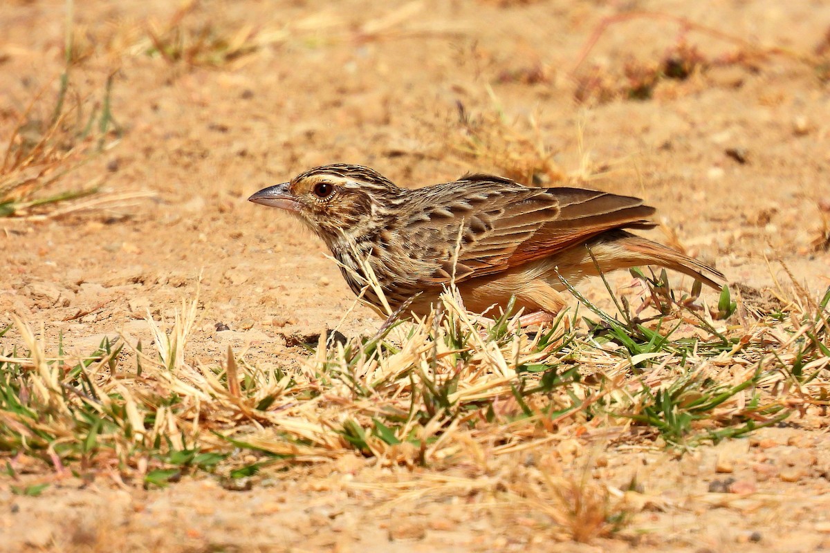 Фірлюк китайський - ML648536670