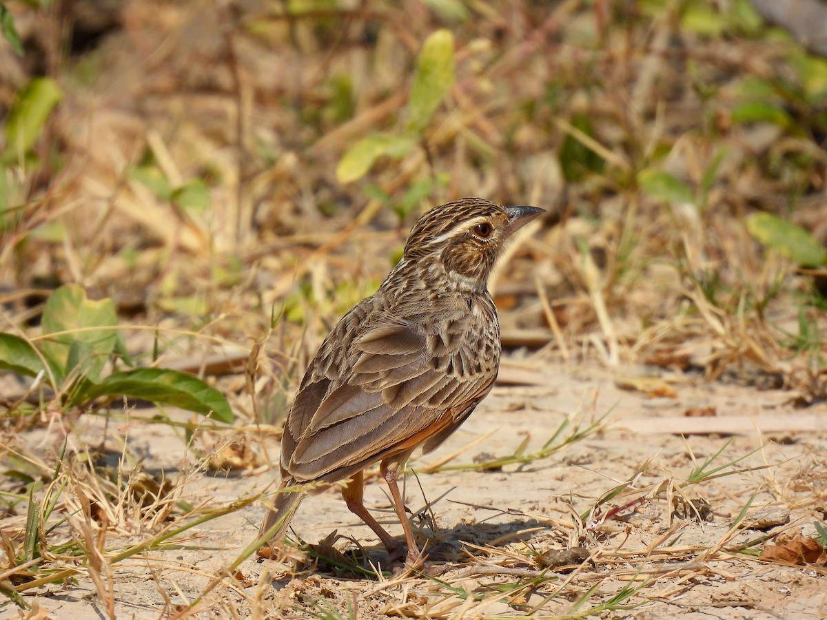 Фірлюк китайський - ML648536671