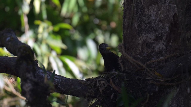 Bay Woodpecker - ML648536823