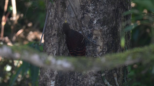 Bay Woodpecker - ML648536834