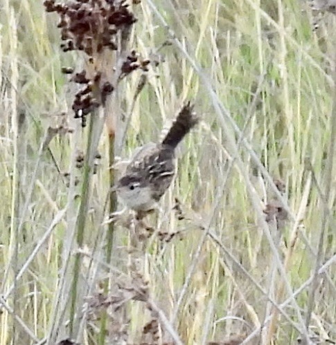 engsmett (platensis/polyglottus) - ML648537065