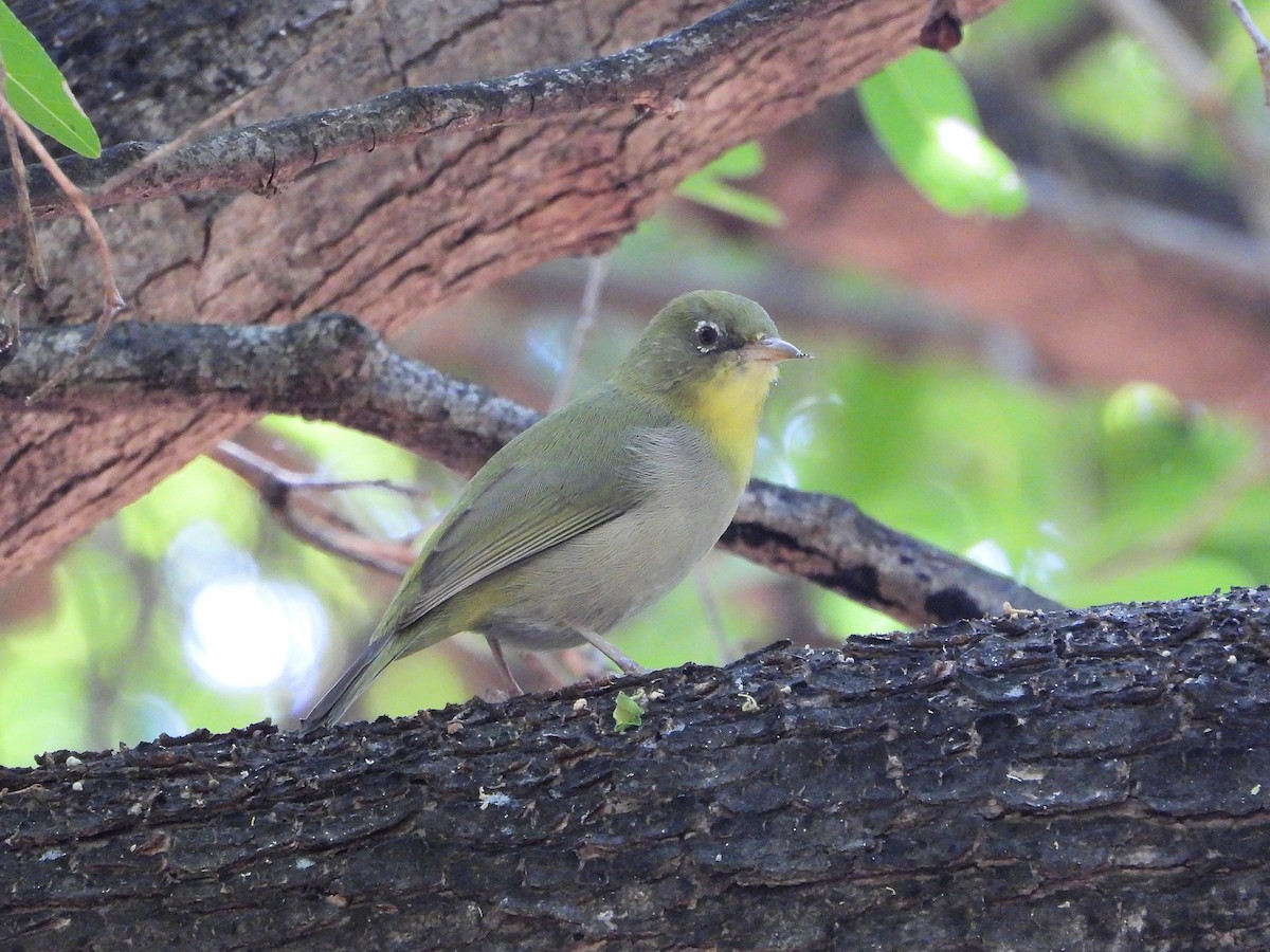Habeş Tepe Gözlükçüsü - ML648537094