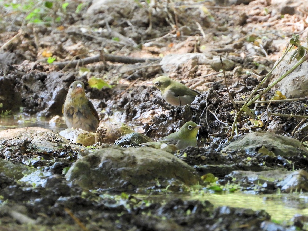 Habeş Tepe Gözlükçüsü - ML648537097