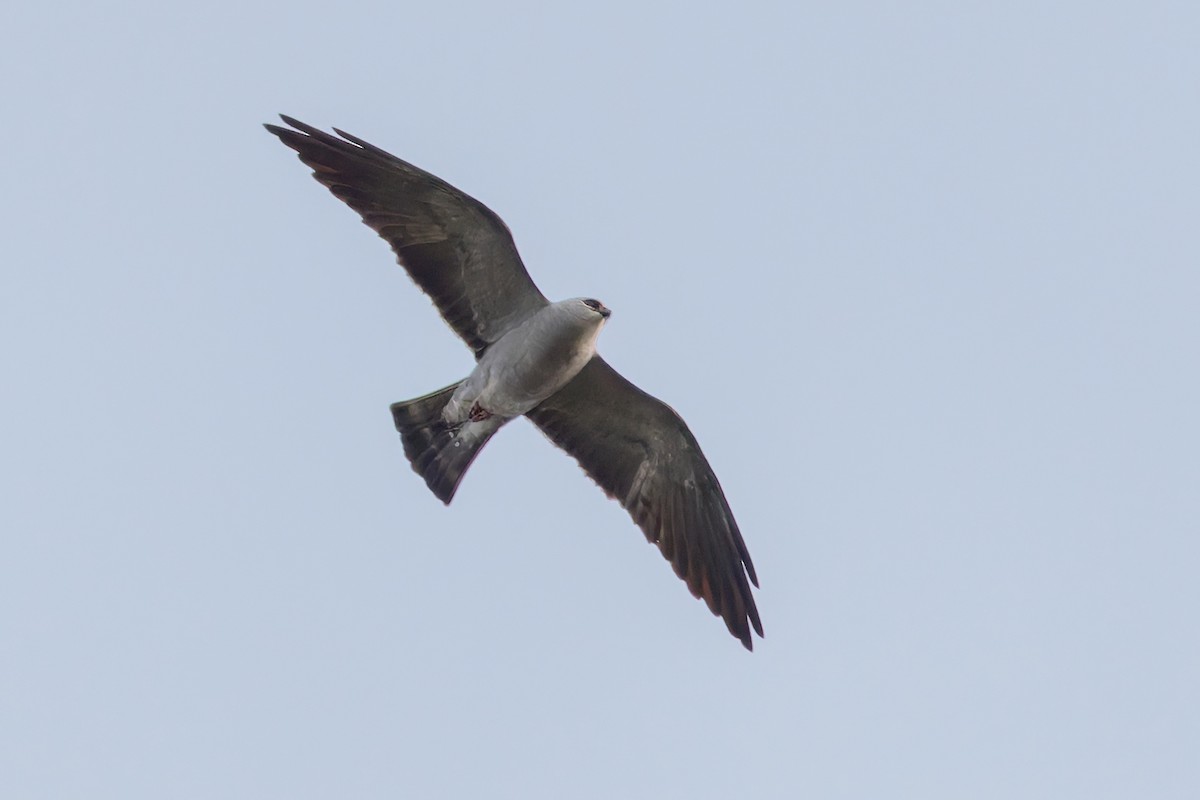 Mississippi Kite - ML648537377