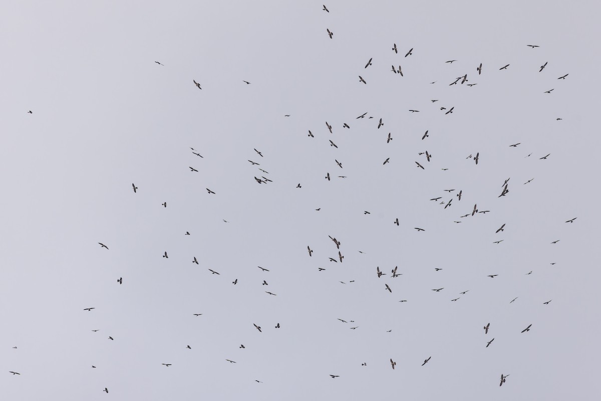 Mississippi Kite - ML648537379