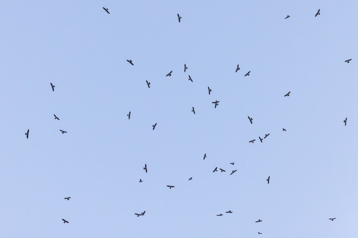 Mississippi Kite - ML648537380