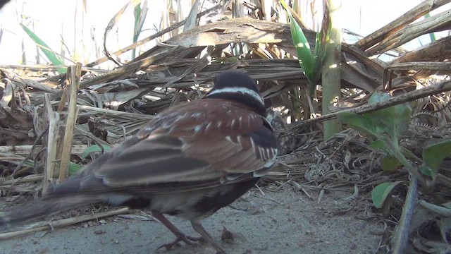Terrera Orejiblanca - ML648537966