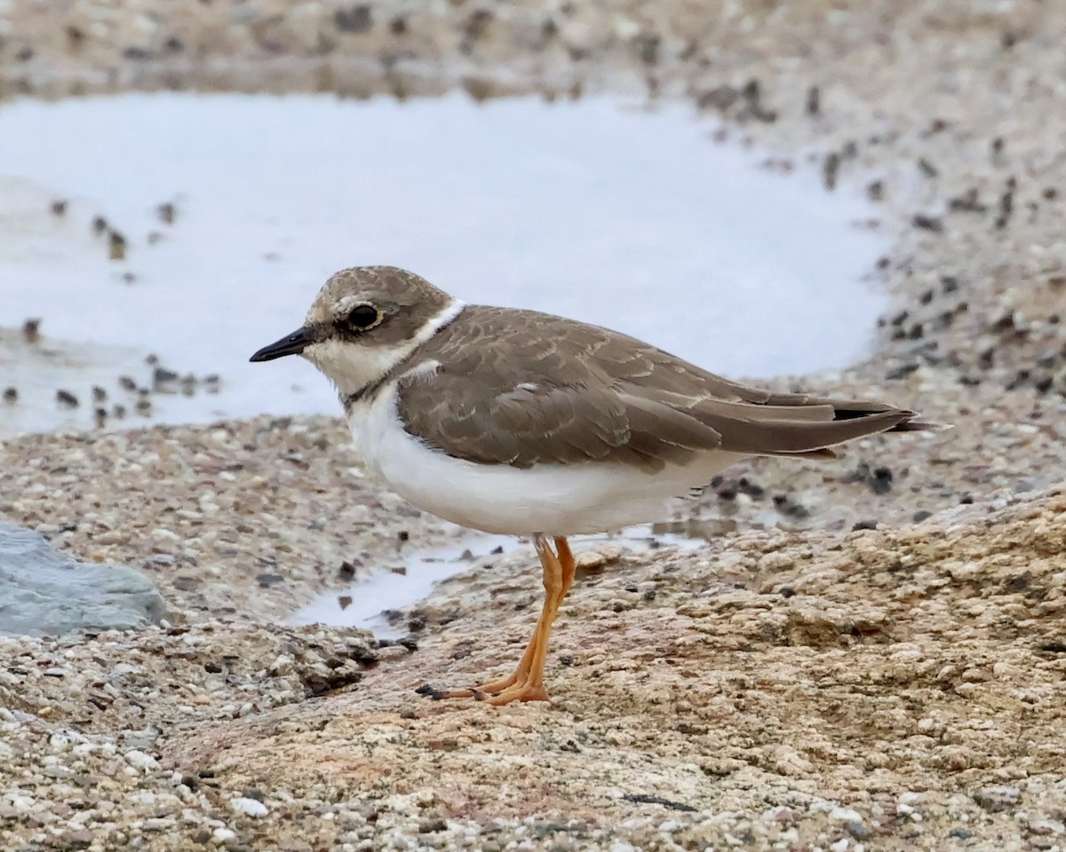 ML648538014 - Little Ringed Plover - Macaulay Library