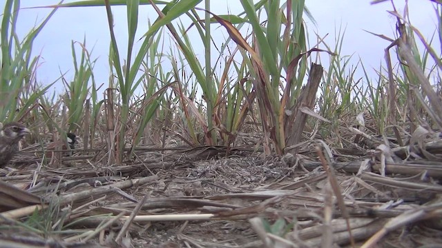 Terrera Orejiblanca - ML648538033