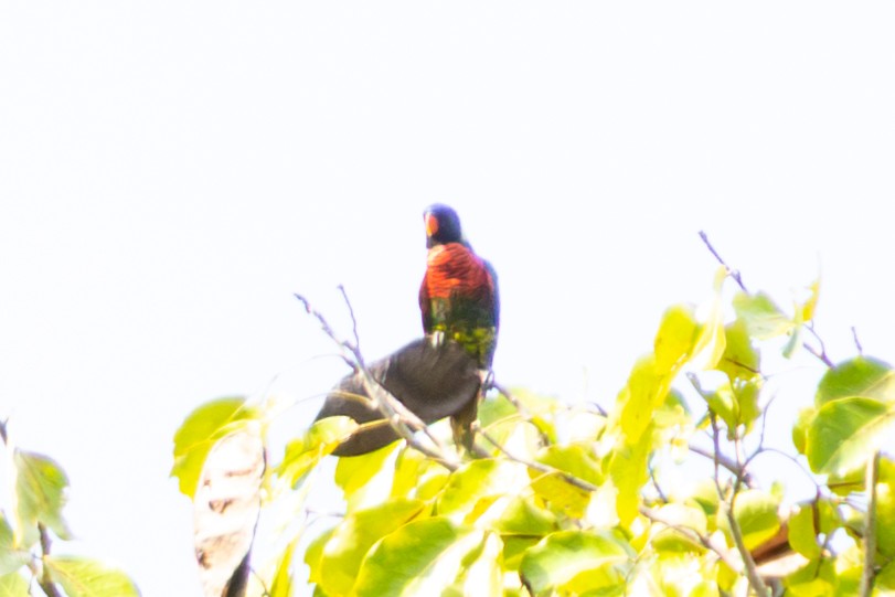 Coconut Lorikeet - ML648538345