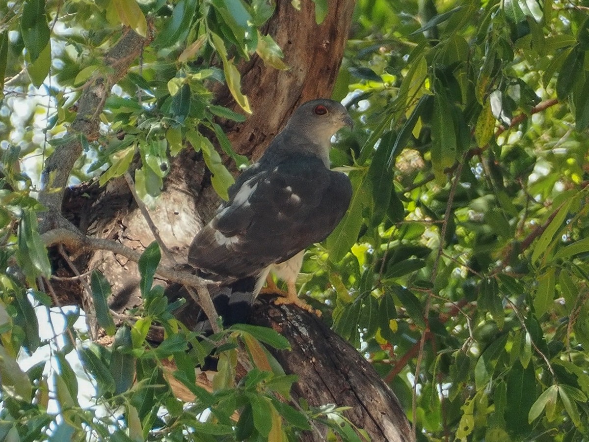 African Cuckoo-Hawk - Thomas Miller