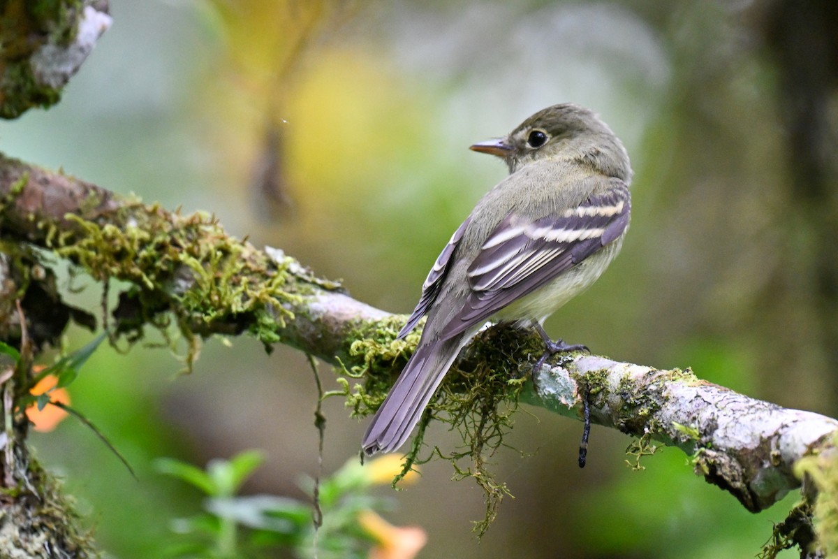 Acadian Flycatcher - ML648539141