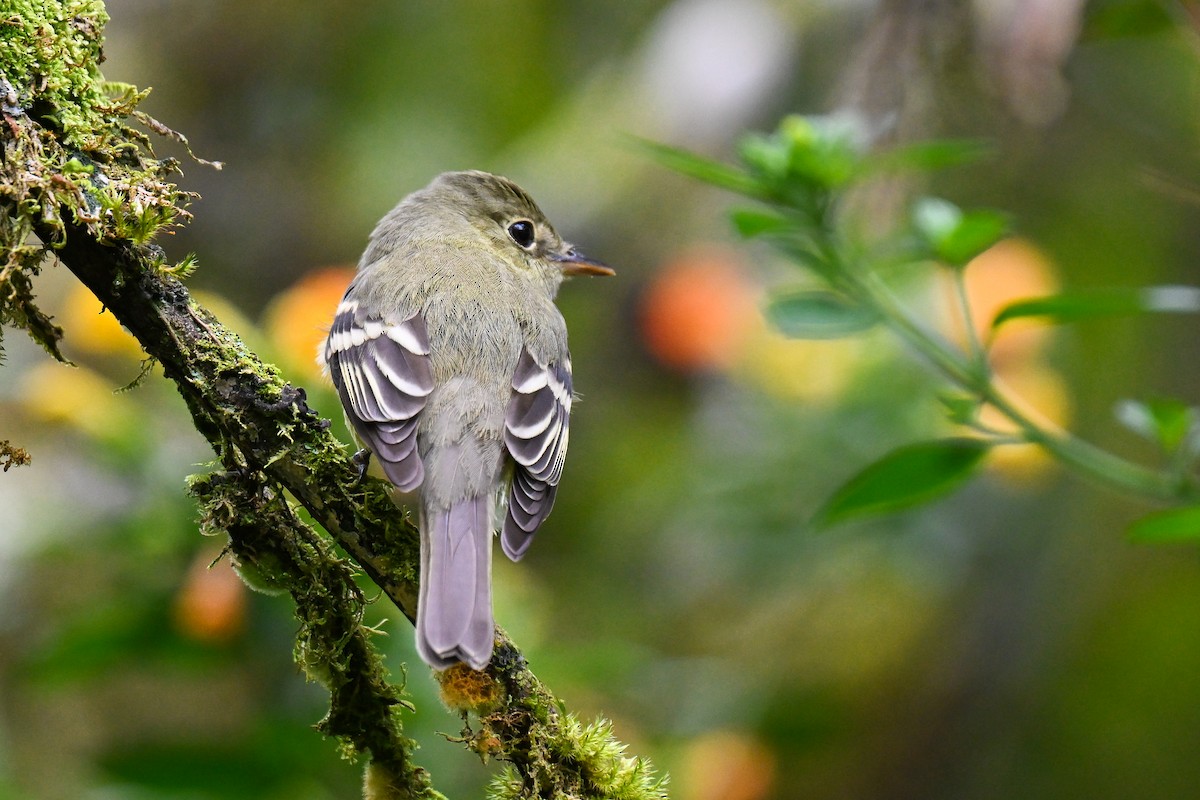 Acadian Flycatcher - ML648539142