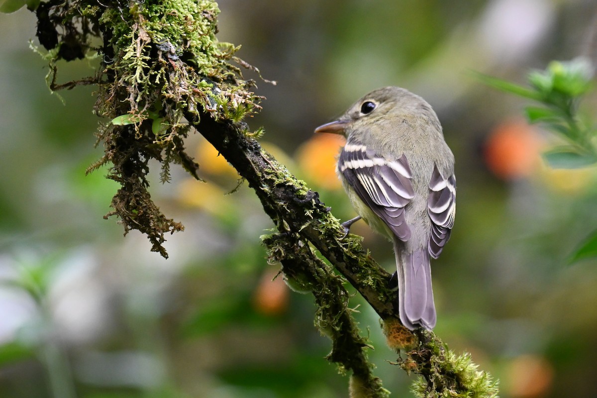 Acadian Flycatcher - ML648539143