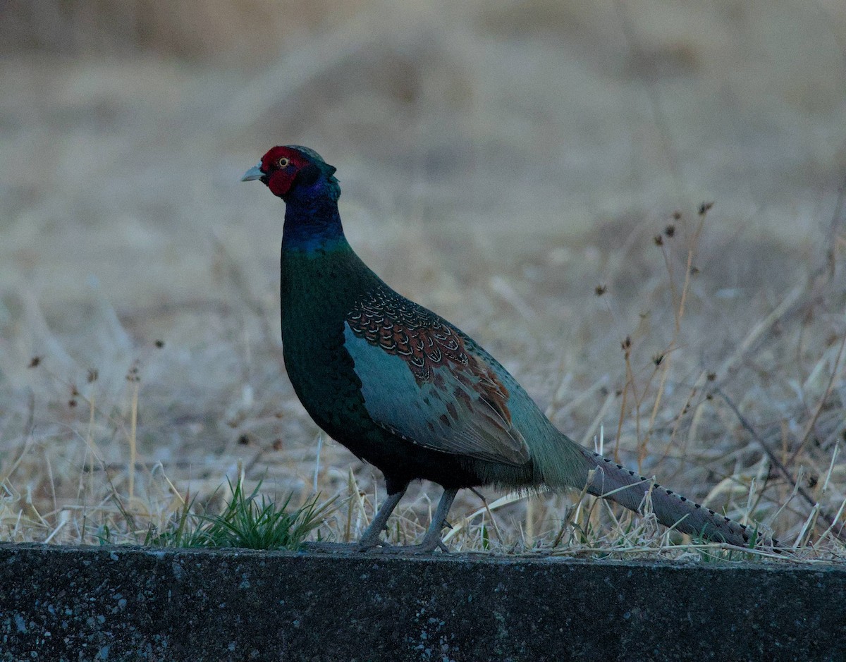 Buntfasan - ML648539451