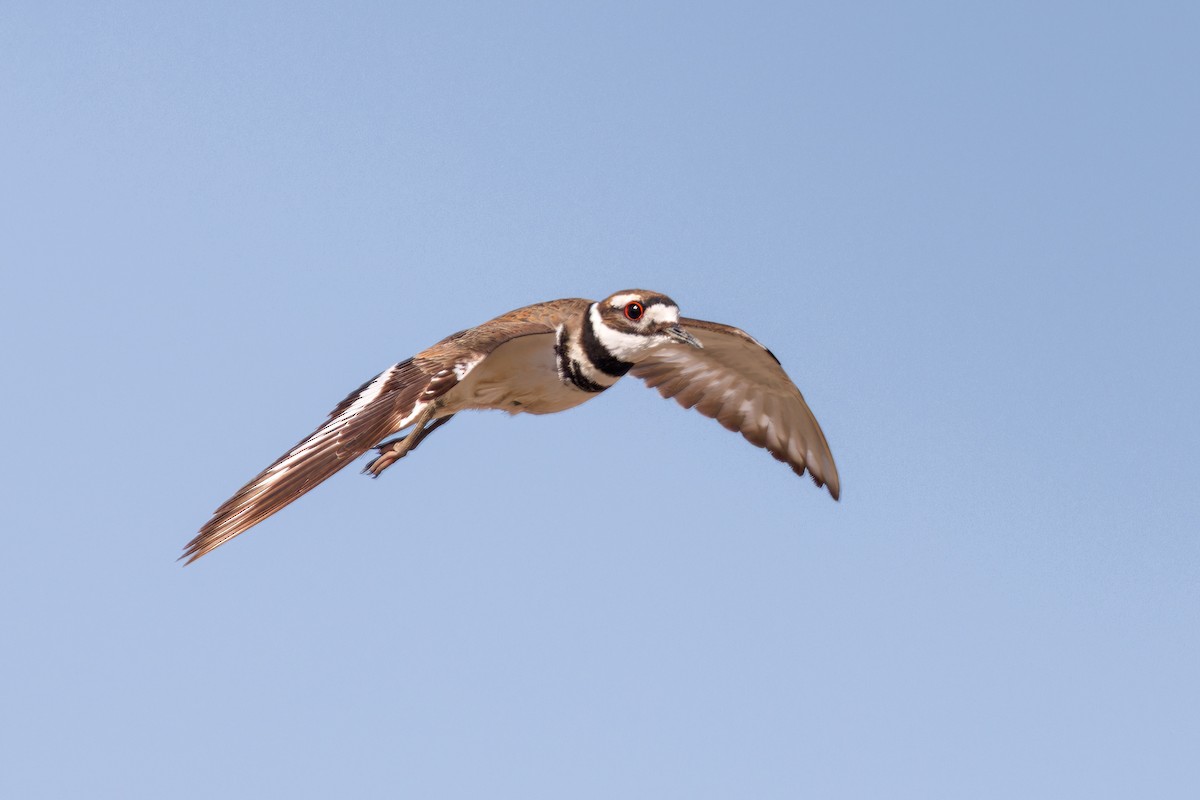 Killdeer - ML648539622