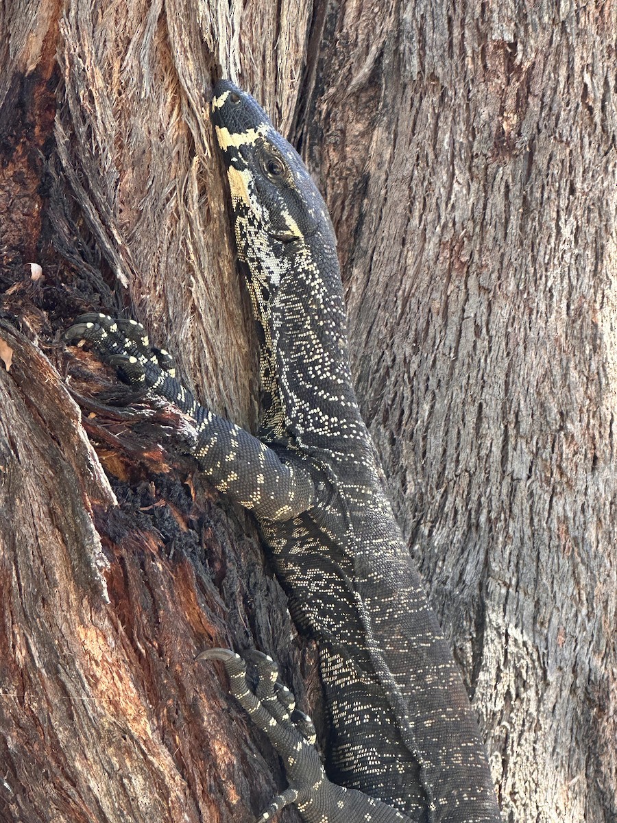 Lace Monitor - ML648540072