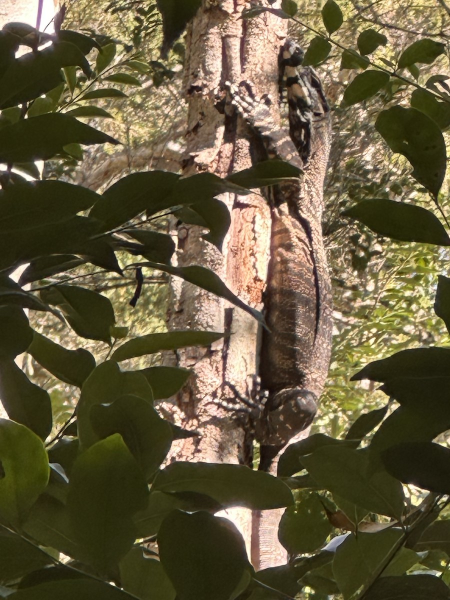 Lace Monitor - ML648540156