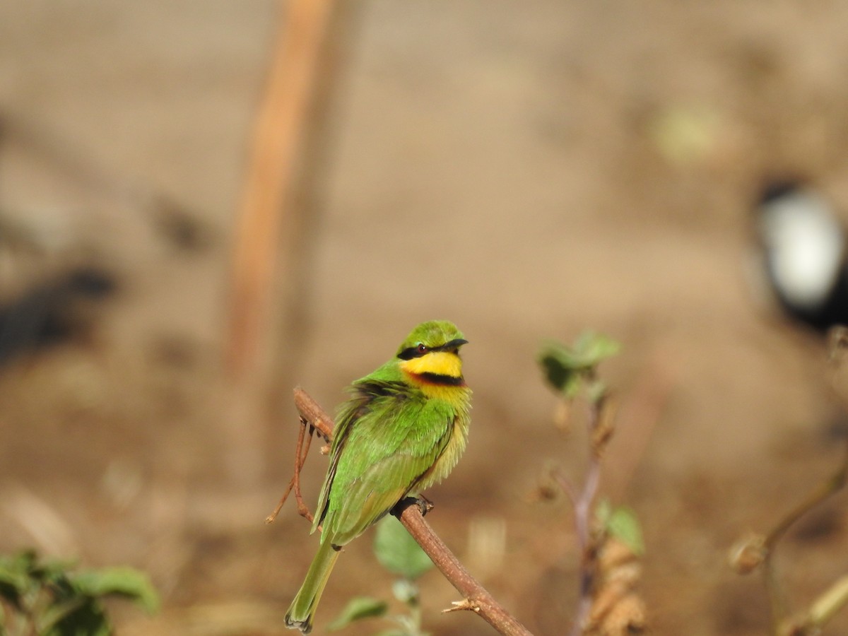 Little Bee-eater - ML648540177