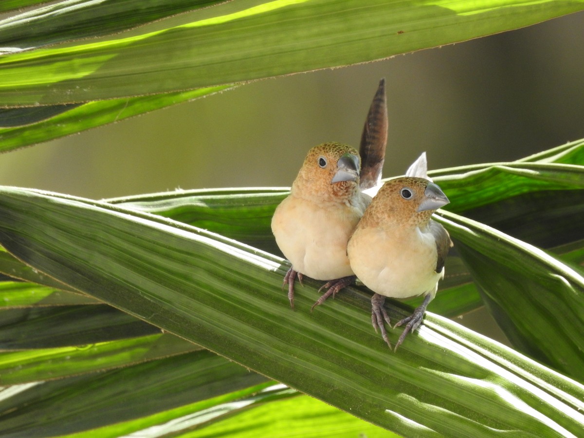 African Silverbill - ML648540178