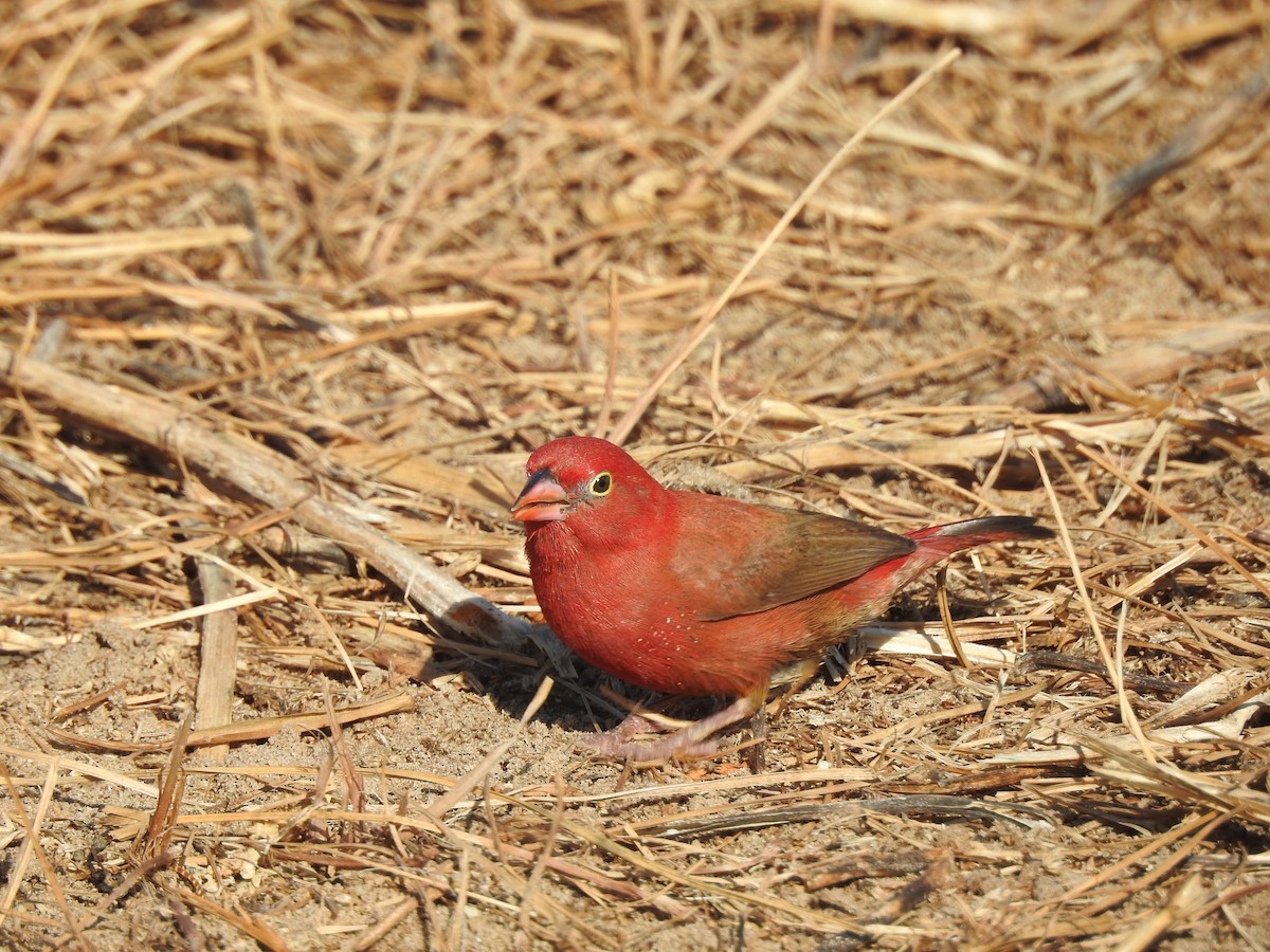 Red-billed Firefinch - ML648540180