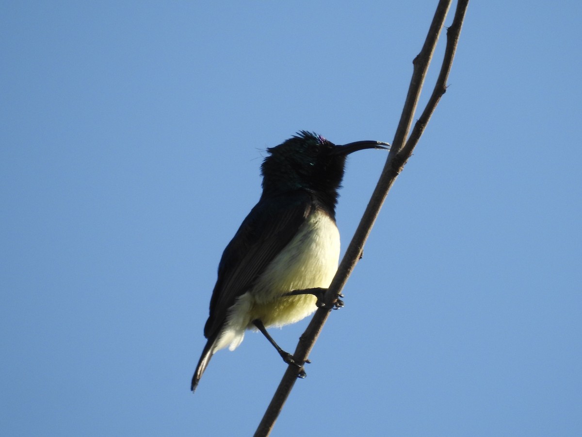 Variable Sunbird - ML648540260