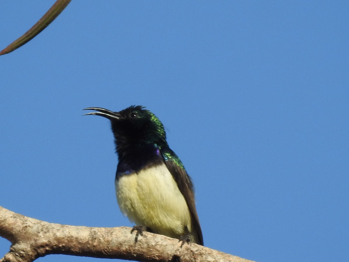 Variable Sunbird - ML648540261