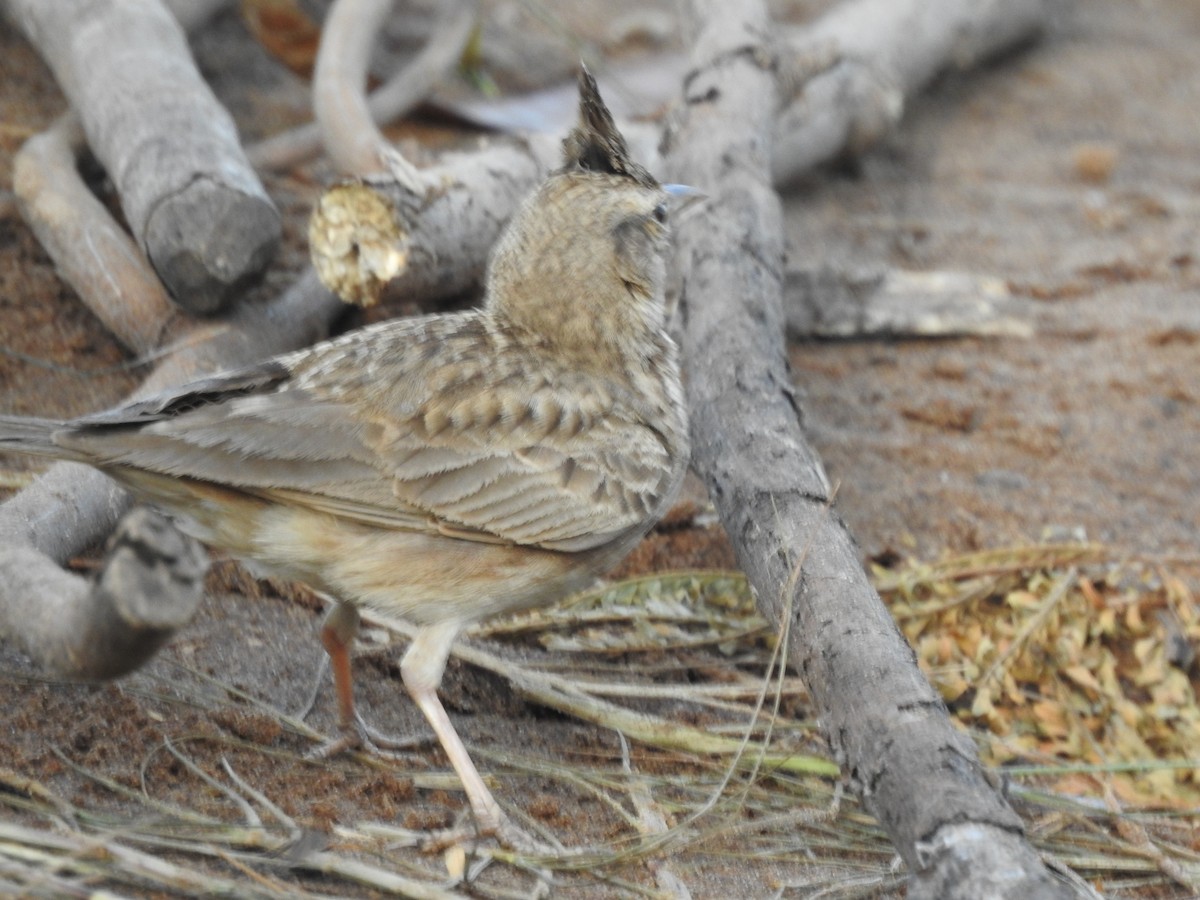 Crested Lark - ML648540262