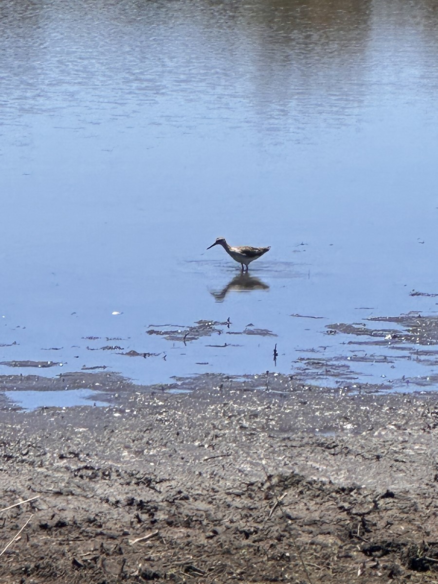 Wood Sandpiper - ML648540276