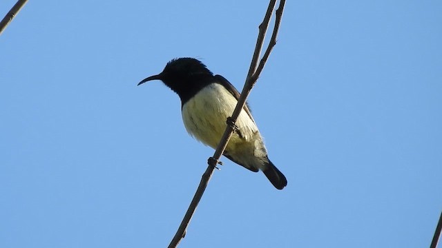 Variable Sunbird - ML648540326
