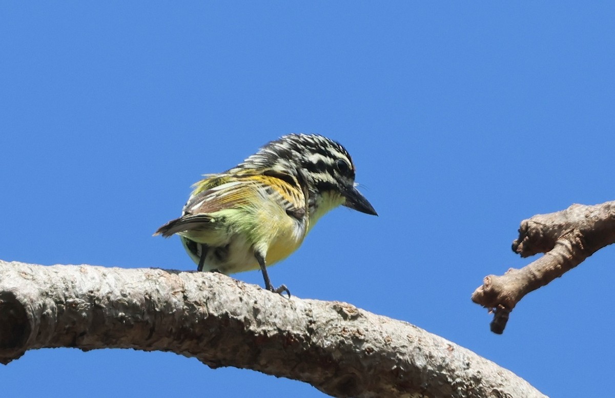 キビタイヒメゴシキドリ - ML648540327