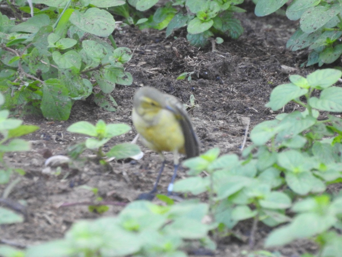 Western Yellow Wagtail - ML648540371
