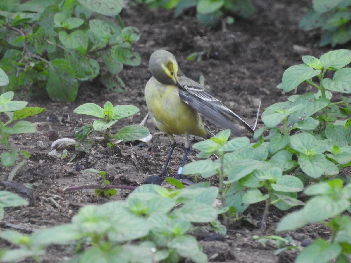 Western Yellow Wagtail - ML648540372