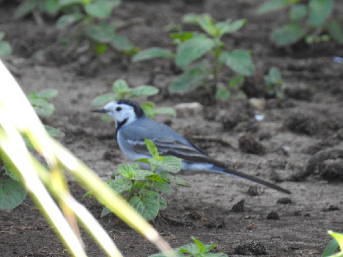White Wagtail - ML648540373