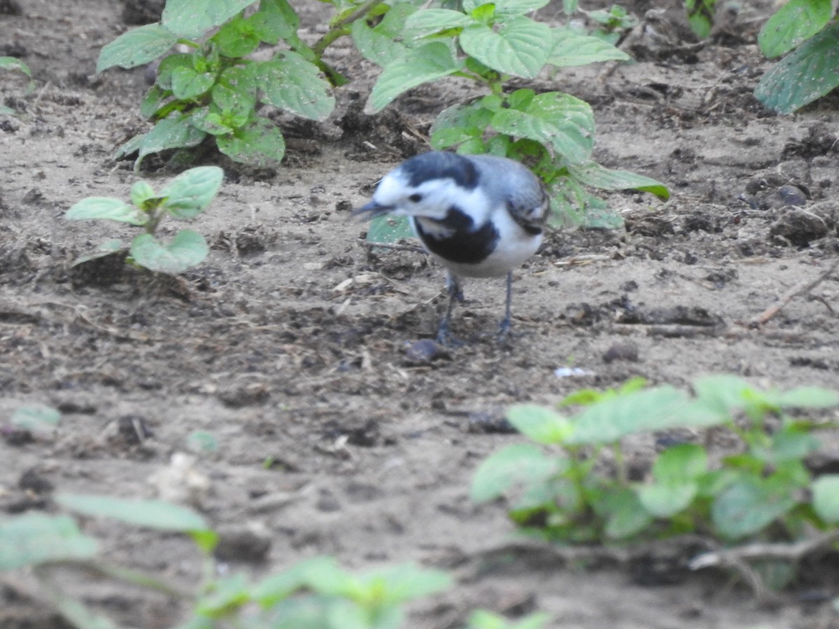 White Wagtail - ML648540375