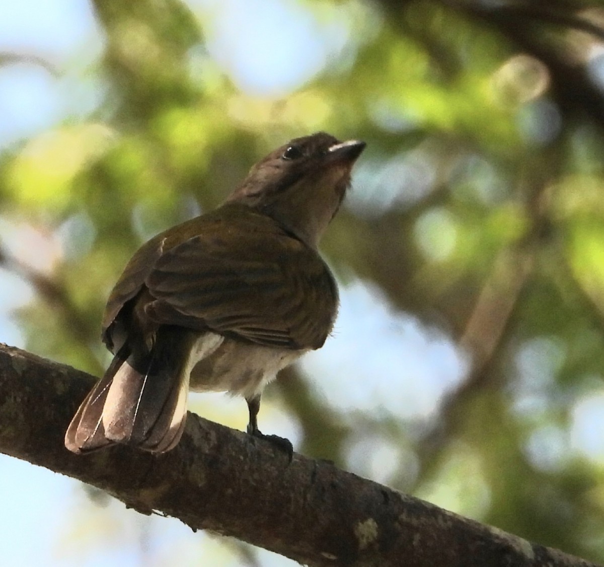 Lesser Honeyguide - ML648540438